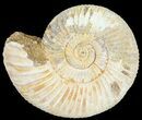Perisphinctes Ammonite - Jurassic #54265-1